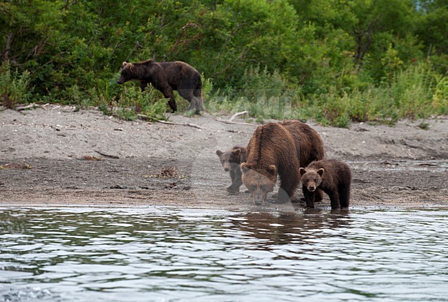 Kamtsjatkabeer met jongen, Kamchatka Brown Bear with cubs stock-image by Agami/Sergey Gorshkov,