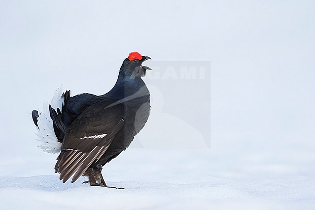 Adult male Black Grouse (Lyrurus tetrix tetrix) at a lek in Germany during early spring with lots of snow. stock-image by Agami/Ralph Martin,