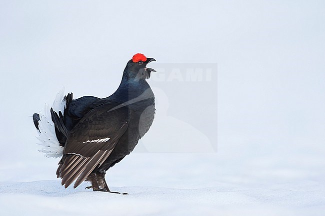 Adult male Black Grouse (Lyrurus tetrix tetrix) at a lek in Germany during early spring with lots of snow. stock-image by Agami/Ralph Martin,