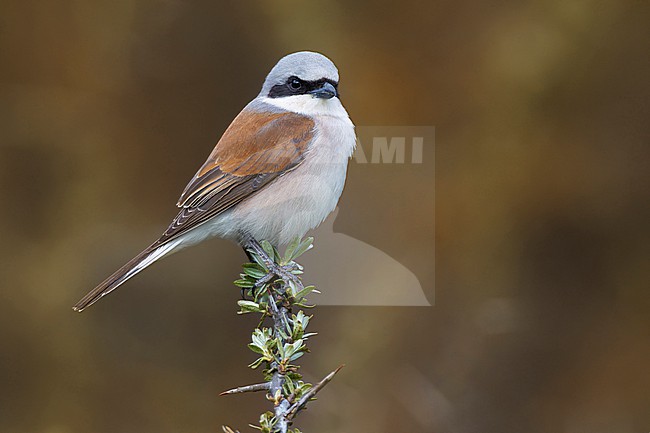 Adult male Red-backed Shrike, Lanius collurio, in Georgia. stock-image by Agami/Daniele Occhiato,