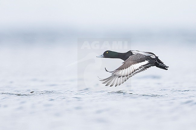 Greater Scaup - Bergente - Aythya marila ssp. marila, Germany (Mecklenburg-Vorpommern), adult, male stock-image by Agami/Ralph Martin,