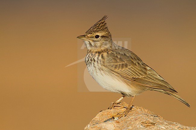 Thekla Lark - Theklalerche - Galeridae theklae ssp. theresae, Morocco, adult stock-image by Agami/Ralph Martin,