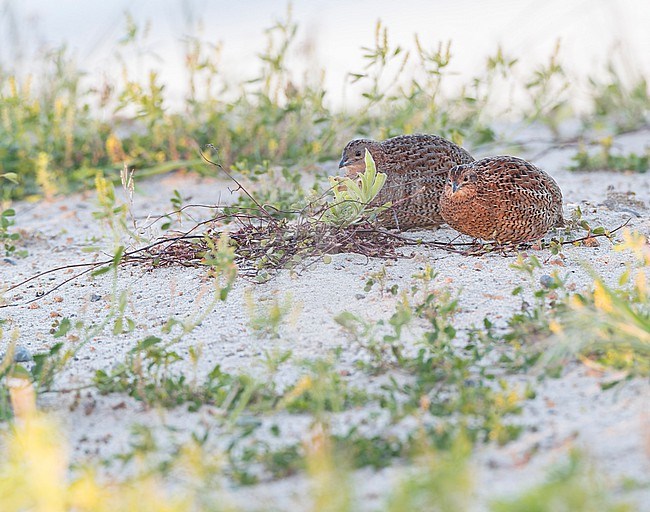 Brown Quail (Synoicus ypsilophorus) in New Zealand. Also known as the swamp, silver and Tasmanian quail. stock-image by Agami/Marc Guyt,