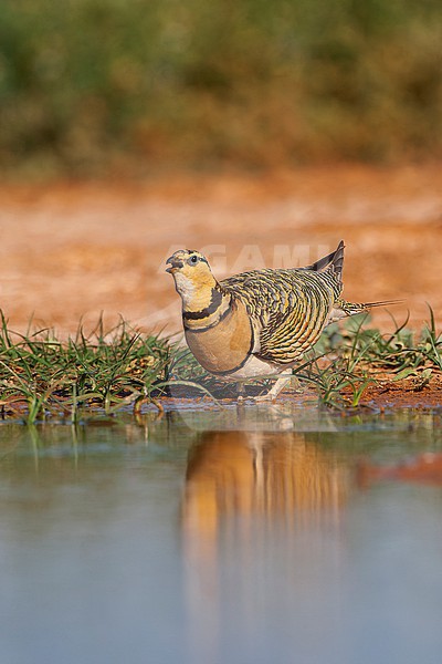 Female Pin-tailed Sandgrouse (Pterocles alchata) in steppes near Belchite in Spain. stock-image by Agami/Marc Guyt,