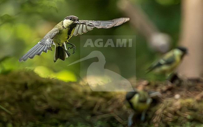 Great Tit (Parus major) in flight, young bird stock-image by Agami/Lennart Verheuvel,