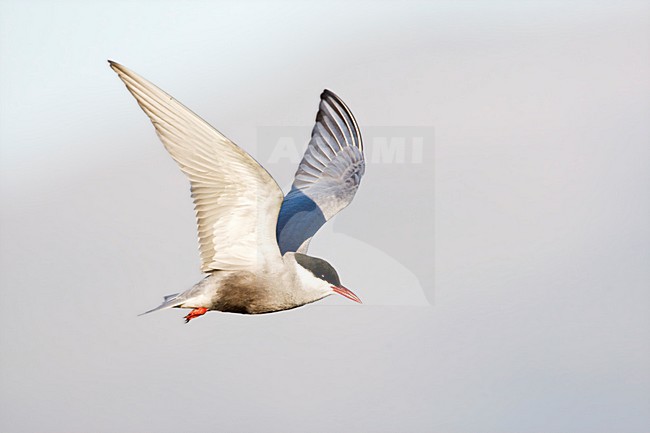Witwangstern, Whiskered Tern, Chlidonias hybrida stock-image by Agami/Marc Guyt,