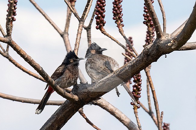 Red-vented Bulbul, Pycnonotus cafer. two birds in a tree stock-image by Agami/Hans Germeraad,