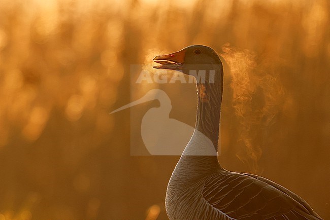 Greylag Goose; anser anser stock-image by Agami/Chris van Rijswijk,