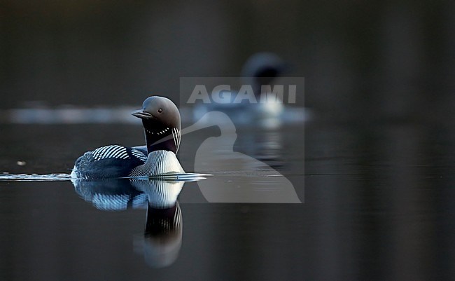 Adulte Parelduiker in zomerkleed; Adult summer Black-throated Loon stock-image by Agami/Markus Varesvuo,