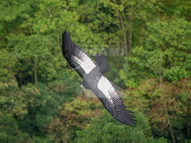 Andean Condor, Vultur gryphus . Flying, picture from above stock-image by Agami/Hans Germeraad,