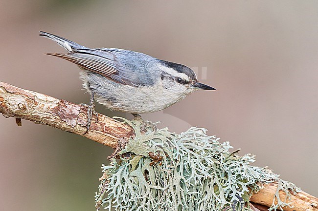 Corsican Nuthatch (Sitta whiteheadi), adult male perched on a lichen-covered branch against a clean natural background in Castellaccie, Corsica stock-image by Agami/Tomas Grim,