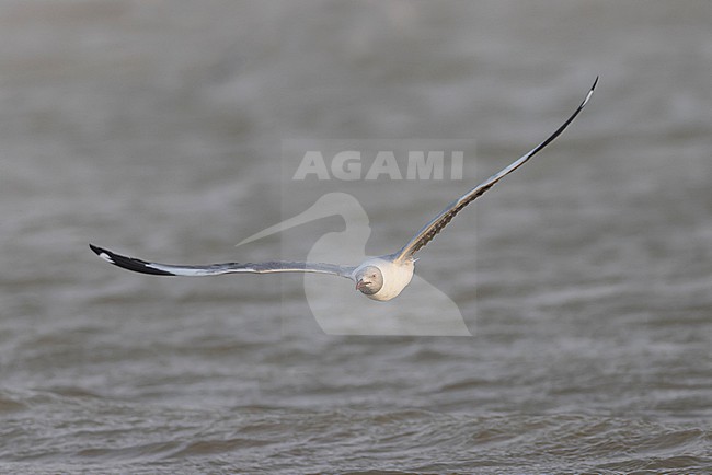 Adult Grey-headed Gull (Chroicocephalus cirrocephalus) in flight. stock-image by Agami/David Monticelli,
