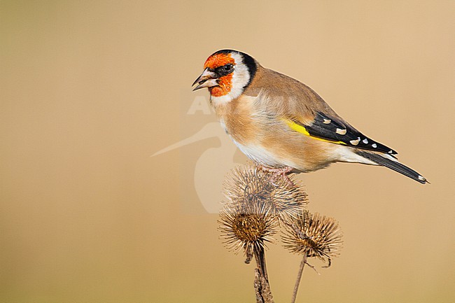 European Goldfinch, Putter, Carduelis carduelis feeding on Burdock stock-image by Agami/Menno van Duijn,