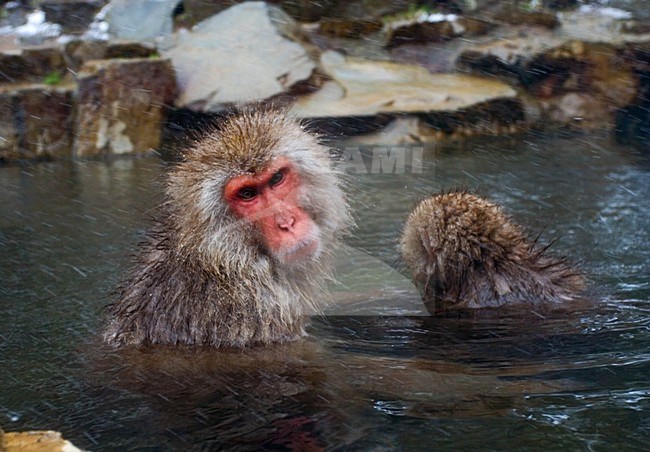 Japanse Makaak in warmwaterbron; Japanese Macaque in hotspring stock-image by Agami/Marc Guyt,