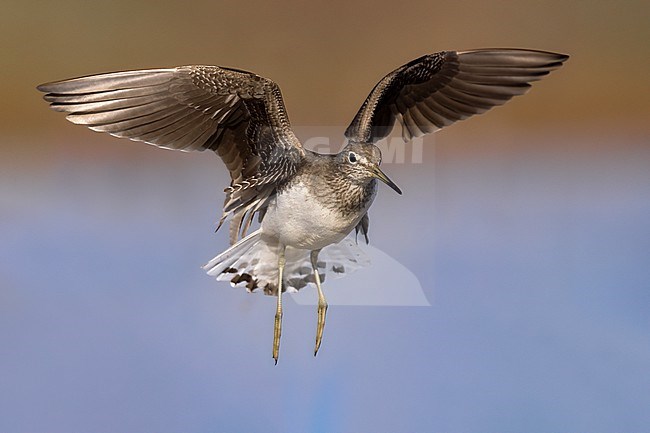 Green Sandpiper, Tringa ochropus, in Italy. stock-image by Agami/Daniele Occhiato,