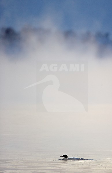 Grote Zaagbek in de mist; Goosander in fog stock-image by Agami/Markus Varesvuo,