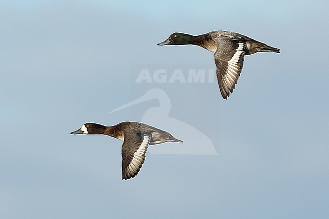 2nd winter or adult male in eclipse plumage and adult female of Greater Scaup (Aythya marila) in flight against the blue sky stock-image by Agami/Mathias Putze,