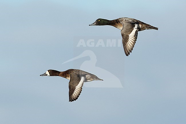 2.nd winter or adult male in eclipse plumage and adult female of Greater Scaup (Aythya marila) in flight against the blue sky stock-image by Agami/Mathias Putze,