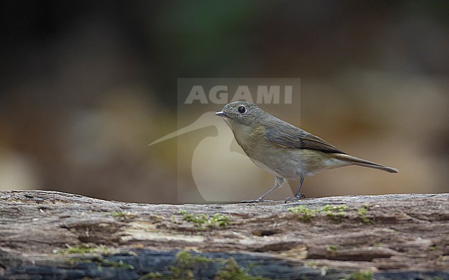 Female Slaty-backed Flycatcher (Ficedula erithacus) perched at Doi Lang, Thailand stock-image by Agami/Helge Sorensen,