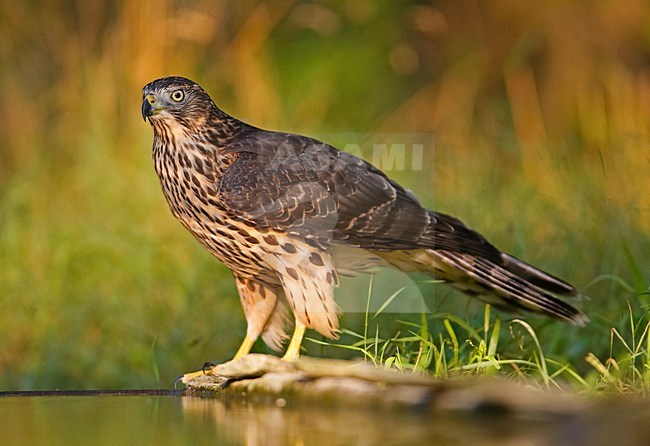 Northern Goshawk immature drinking; Havik onvolwassen drinkend stock-image by Agami/Markus Varesvuo,
