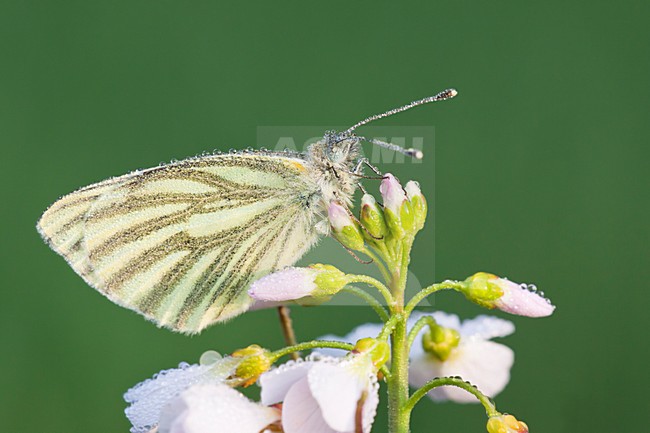 Klein geaderd witje, Green-veined White stock-image by Agami/Theo Douma,