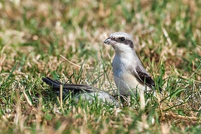 Immature Lesser Grey Shrike (Lanius minor) perched in a field in Othée, Belgium. stock-image by Agami/Vincent Legrand,