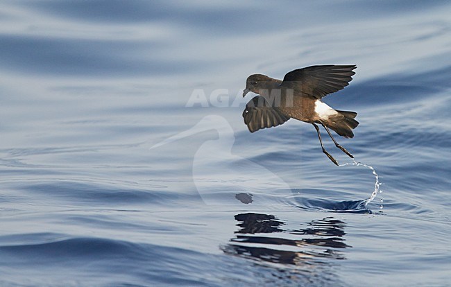 Wilsons stormvogeltje in vlucht, Wilson's Storm Petrel in flight stock-image by Agami/Markus Varesvuo,