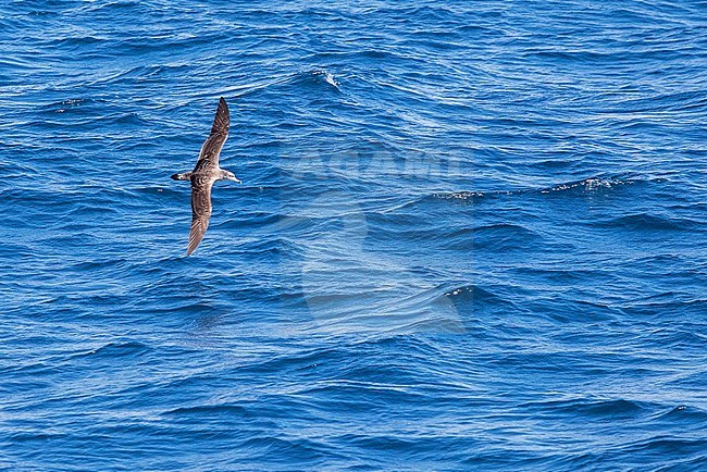 Scopoli's Shearwater (Calonectris diomedea) in the strait of Gibraltar off Tarifa in Spain. Flying over the sea. stock-image by Agami/Marc Guyt,