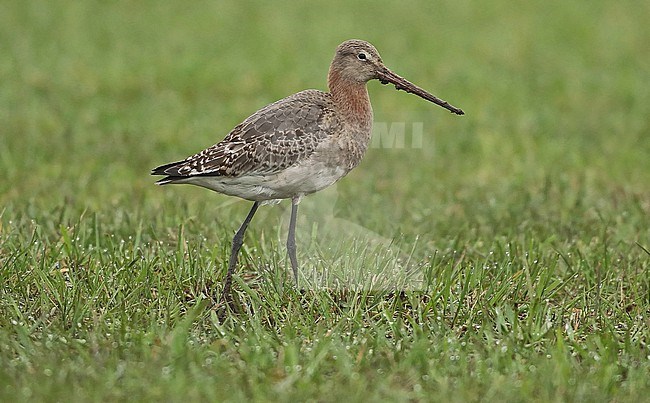 Icelandic Black-tailed Godwit (Limosa limosa islandica), first winter standing in the grass, seen from the side. stock-image by Agami/Fred Visscher,