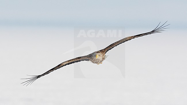 Zeearend adult vliegend; White-tailed Eagle adult flying stock-image by Agami/Markus Varesvuo,