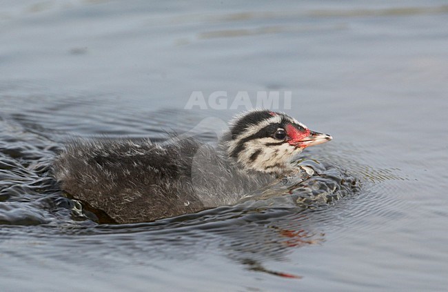 Kuifduiker jong; Horned Grebe juvenile stock-image by Agami/Markus Varesvuo,