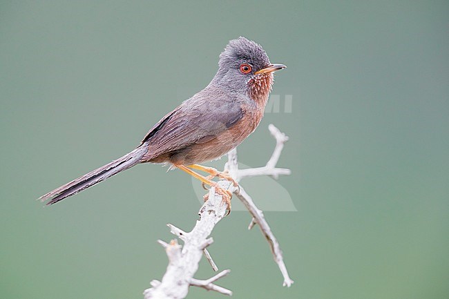 Dartford Warbler (Sylvia undata), adult male perched on a branch stock-image by Agami/Saverio Gatto,