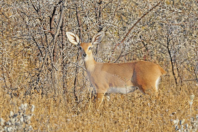  stock-image by Agami/Hans Germeraad,