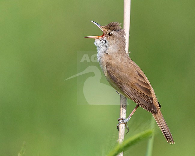 Great Reed Warbler (Acrocephalus arundinaceus), side view of an adult singing from a reed, Campania, Italy stock-image by Agami/Saverio Gatto,