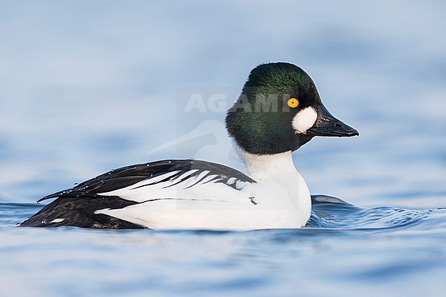 Adult male Common Goldeneye (Bucephala clangula) swimming on a blue colored freshwater lake in Germany during late winter. stock-image by Agami/Ralph Martin,