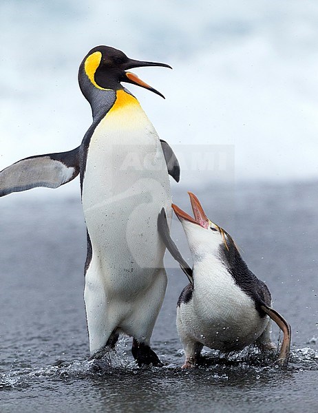 Royal Penguin (Eudyptes schlegeli) fighting with King Penguin (Aptenodytes patagonicus halli) on Macquarie islands, Australia. stock-image by Agami/Marc Guyt,