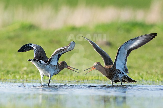 Grutto, Black-tailed Godwit, Limosa limosa stock-image by Agami/Hans Germeraad,