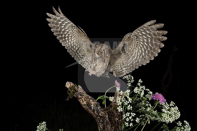 Eurasian Scops Owl (Otus scops scops) during the night in Italy. Landing on a perch. stock-image by Agami/Alain Ghignone,