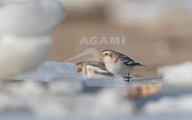 Snow Bunting (Plectrophenax nivalis) two birds perched on ice at a beach near Esbjerg, Denmark stock-image by Agami/Helge Sorensen,