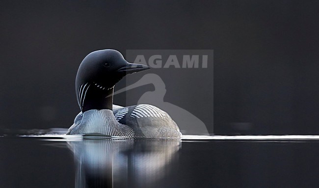 Adulte Parelduiker in zomerkleed; Adult summer Black-throated Loon stock-image by Agami/Markus Varesvuo,