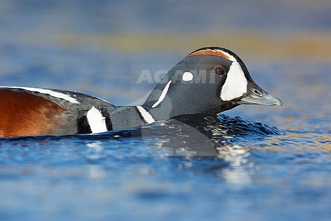 Harlequin Duck (Histrionicus histrionicus), adult male swimming in the water, Northeastern Region, Iceland stock-image by Agami/Saverio Gatto,