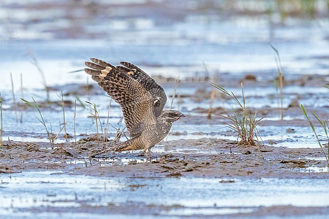 Caspian Eurasian Nightjar in flight in Kazakhstan. May 2018 stock-image by Agami/Vincent Legrand,