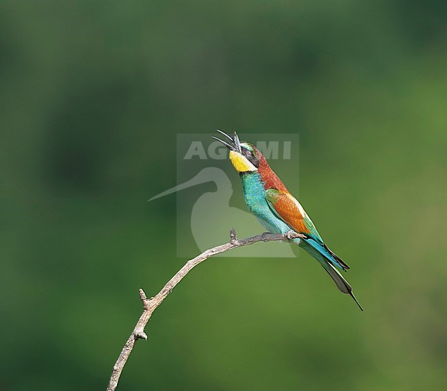 European Bee-eater, Merops apiaster, in Hungary during spring. Swallowing a dragonfly. stock-image by Agami/Marc Guyt,