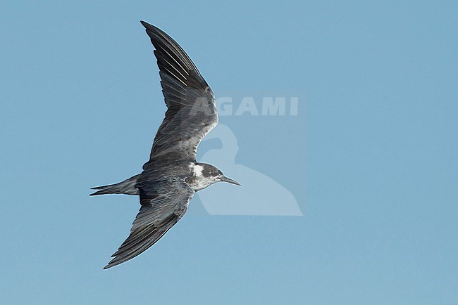 Adult American Black Tern (Chlidonias niger surinamensis) in transition from nonbreeding to breeding plumage.
Flying against blue sky at Galveston County, Texas, in April 2016. stock-image by Agami/Brian E Small,