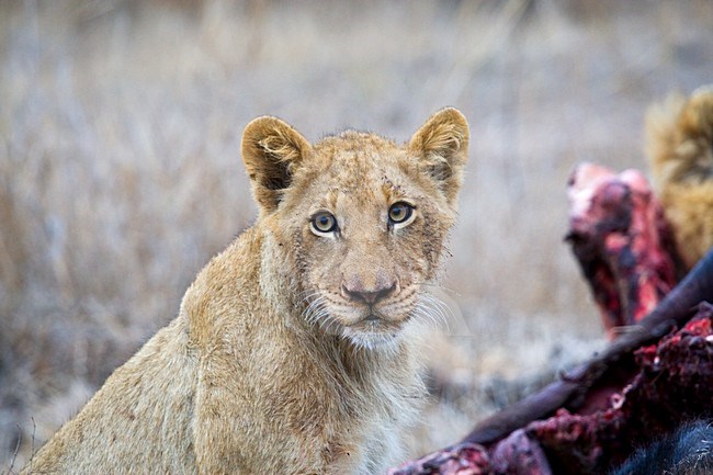 Jonge Afrikaanse Leeuw; Young African Lion stock-image by Agami/Marc Guyt,