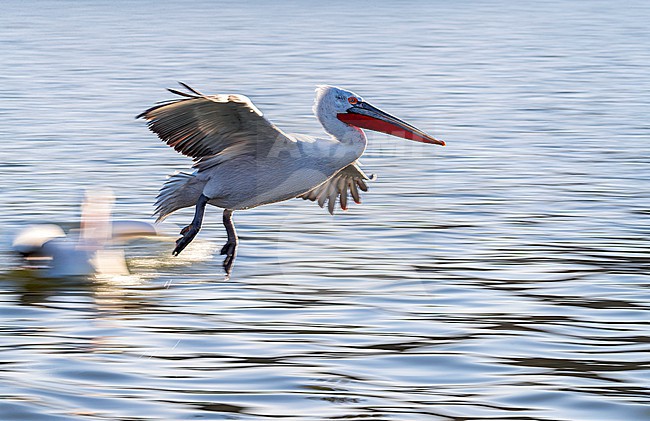 Dalmatian Pelican (Pelecanus crispus) at Lake Kerkini, Greece. stock-image by Agami/Marc Guyt,