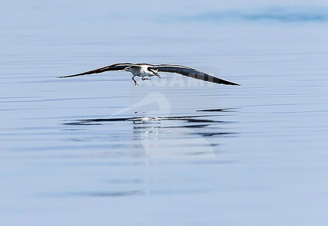 Adult Bridled Tern flying close to the colony. Red Sea, Egypt stock-image by Agami/Vincent Legrand,