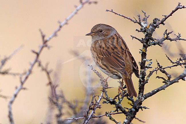 Heggenmus zittend op takje; Dunnock perched on a branch stock-image by Agami/Daniele Occhiato,