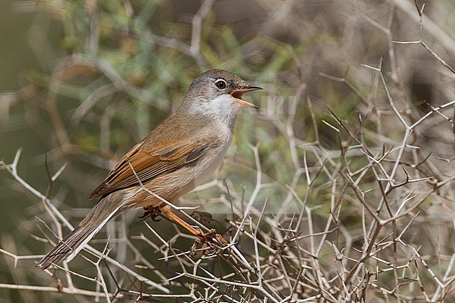 Spectacled Warbler - Brillengrasmücke - Sylvia conspicillata ssp. conspicillata, Morocco, 2nd cy male stock-image by Agami/Ralph Martin,