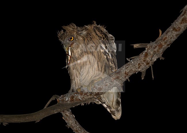 Turkish Fish Owl, Ketupa semenowi stock-image by Agami/Arnoud B van den Berg ,